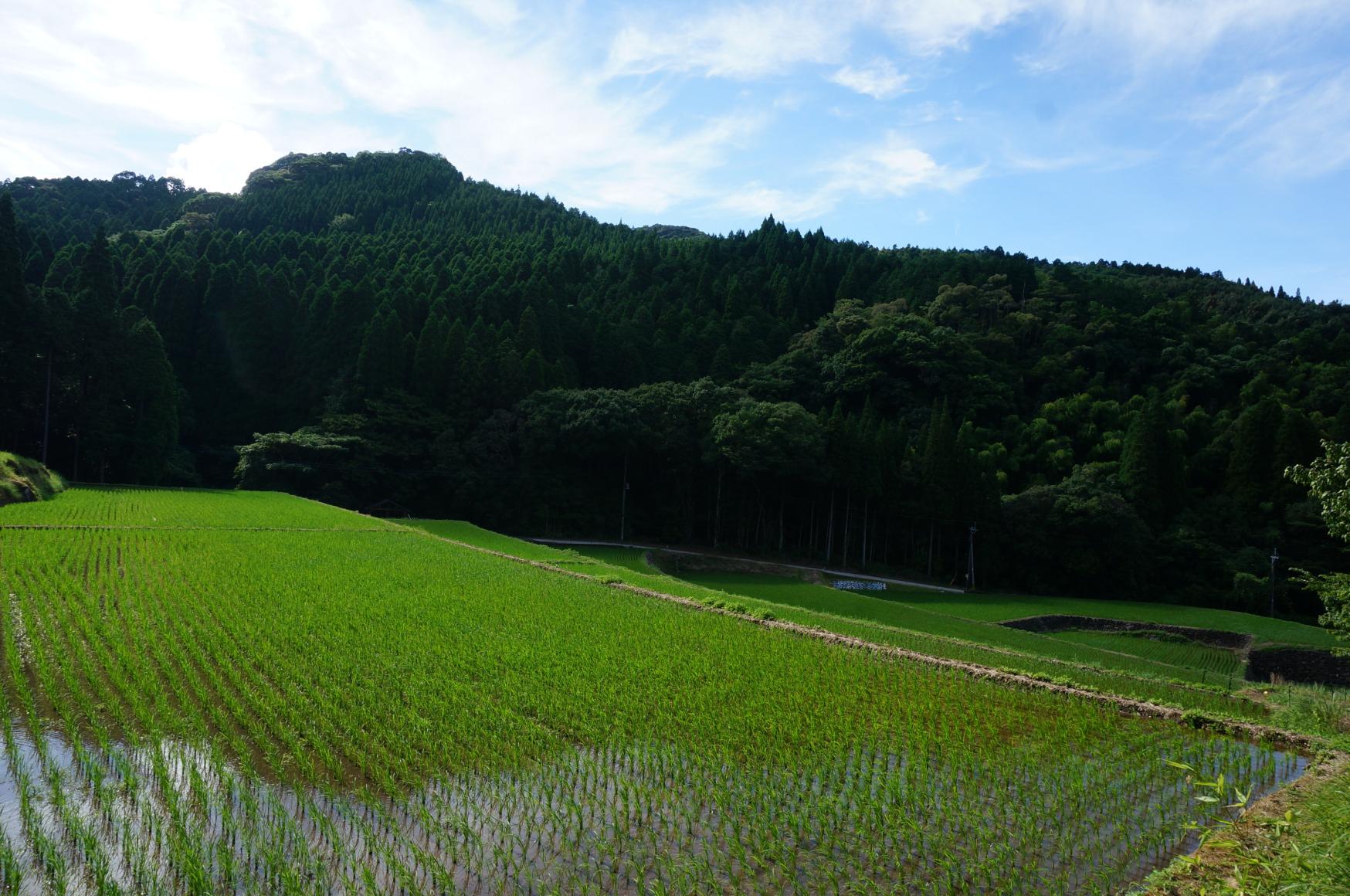 幸田の棚田-1