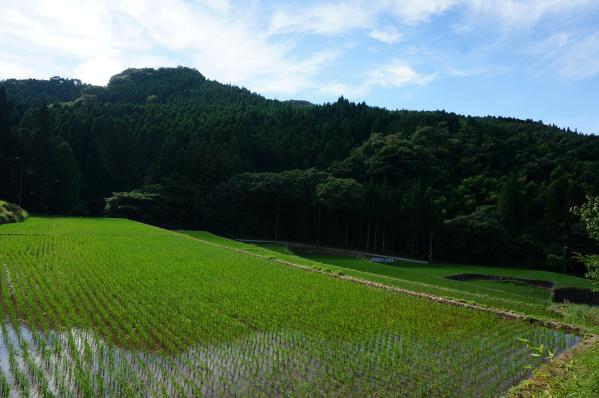 幸田地区の棚田-0