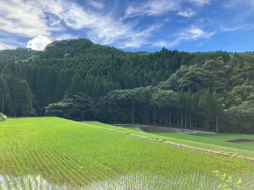 幸田地区の棚田-5