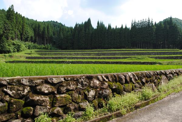 幸田地区の棚田-2