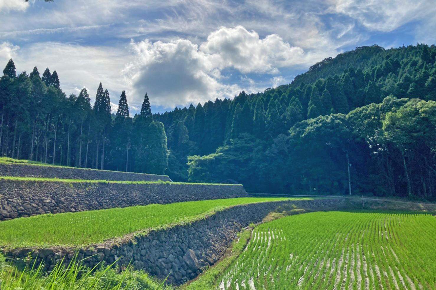 幸田地区の棚田-4