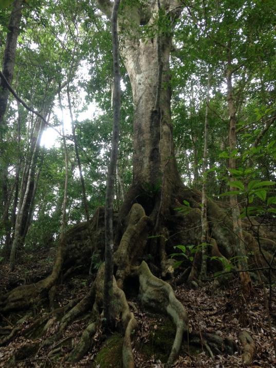 Kinsakubaru Forest-8