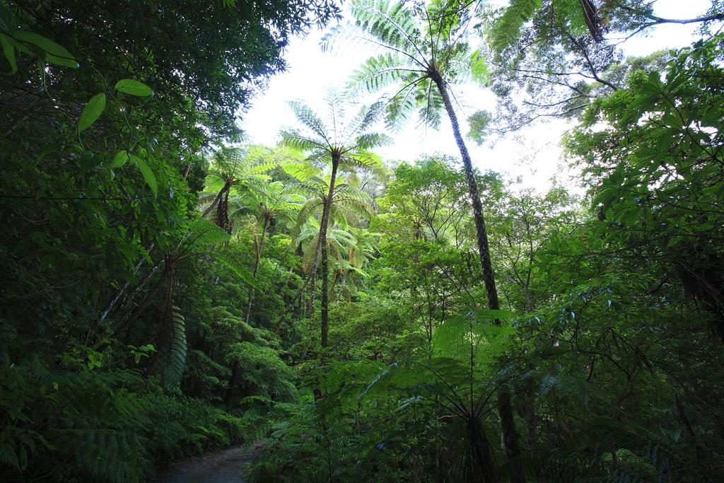 Kinsakubaru Forest-1