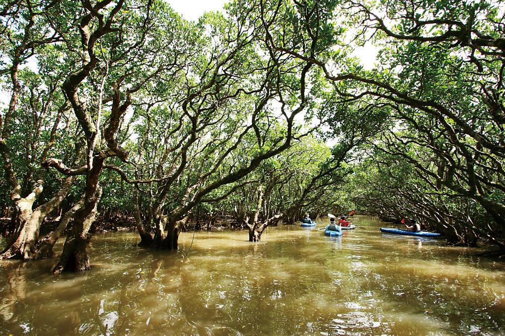 Amami Mangrove Forest