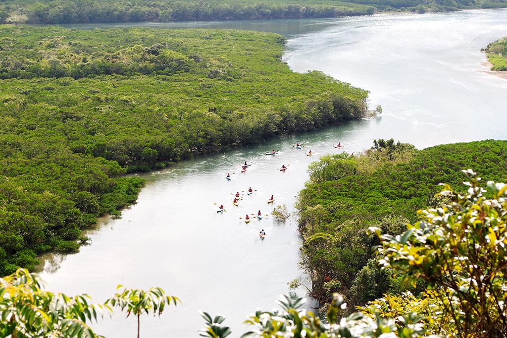 Amami Mangrove Forest-2