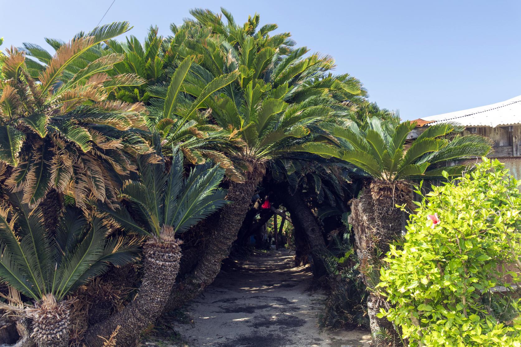 Kanamisaki Sago Palm Tunnel-9