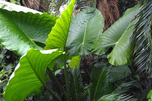 Kanamisaki Sago Palm Tunnel-3