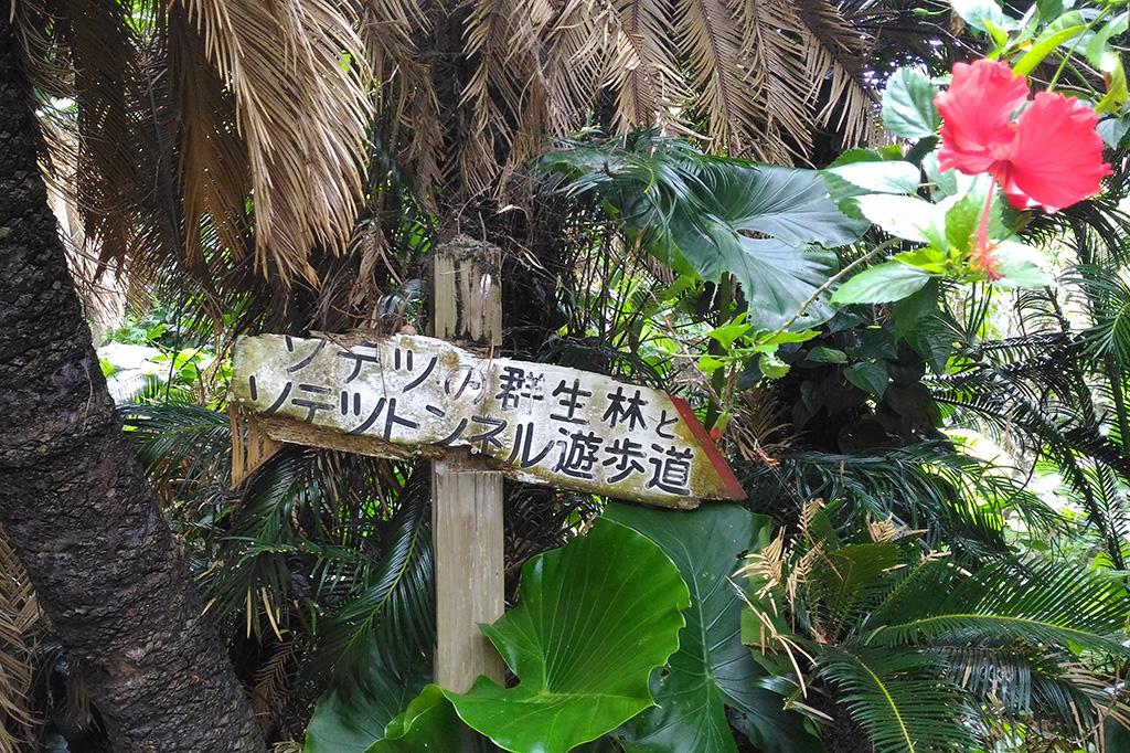 Kanamisaki Sago Palm Tunnel-2