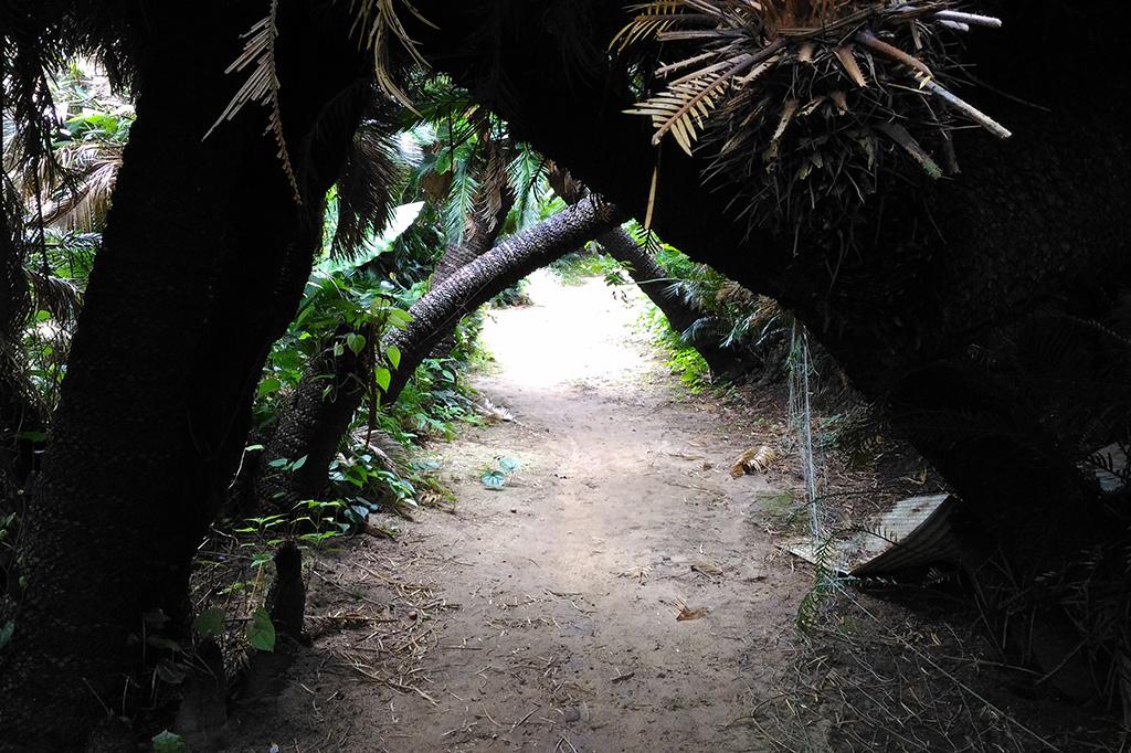 Kanamisaki Sago Palm Tunnel-4