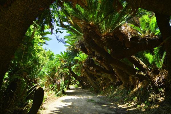 Kanamisaki Sago Palm Tunnel-1