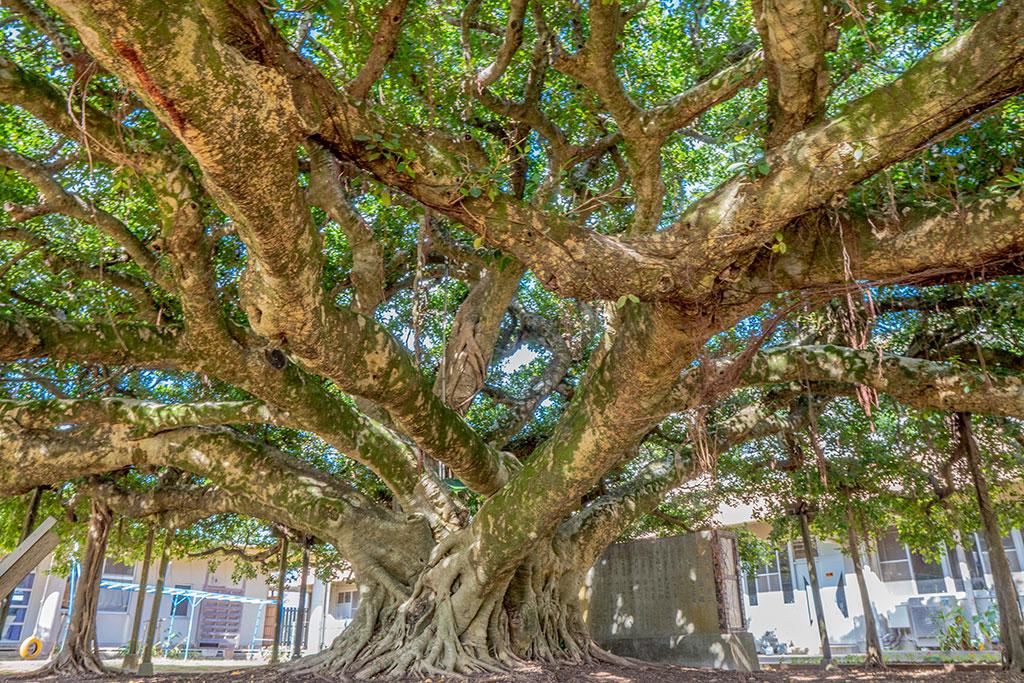 The Largest Banyan Tree in Japan-1