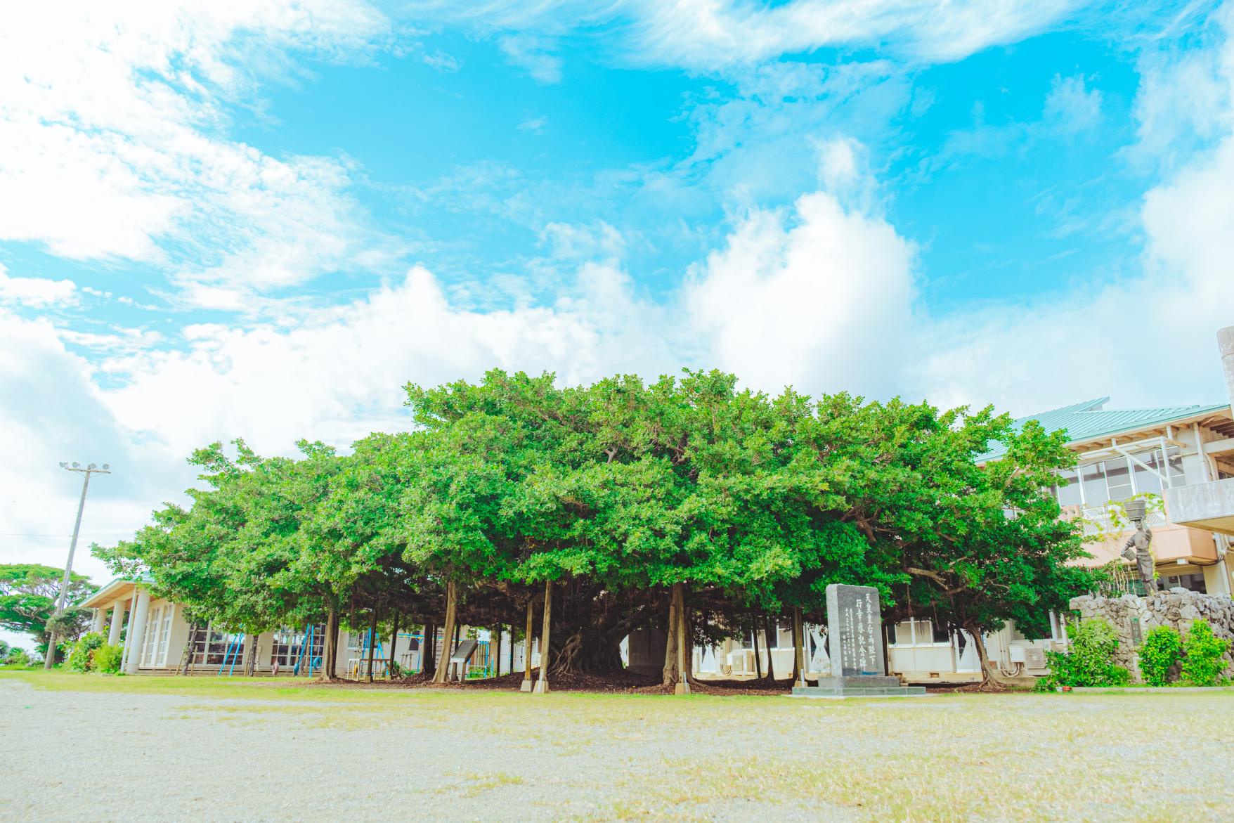 The Largest Banyan Tree in Japan-7