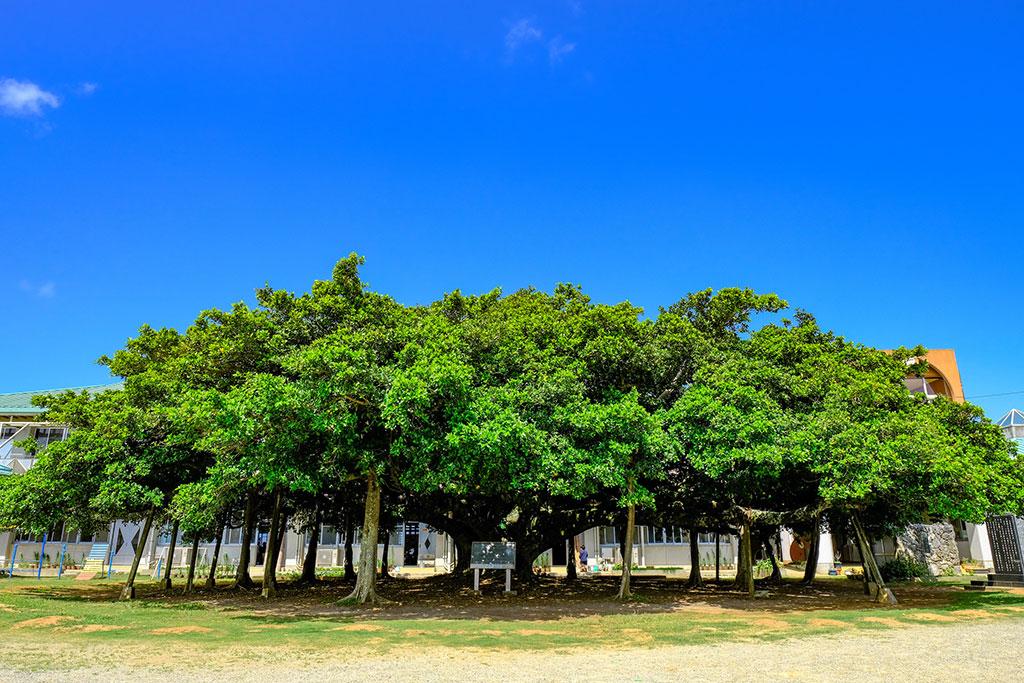 The Largest Banyan Tree in Japan-1
