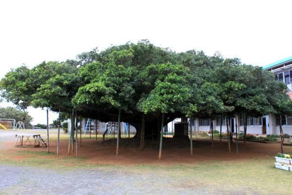 The Largest Banyan Tree in Japan-5