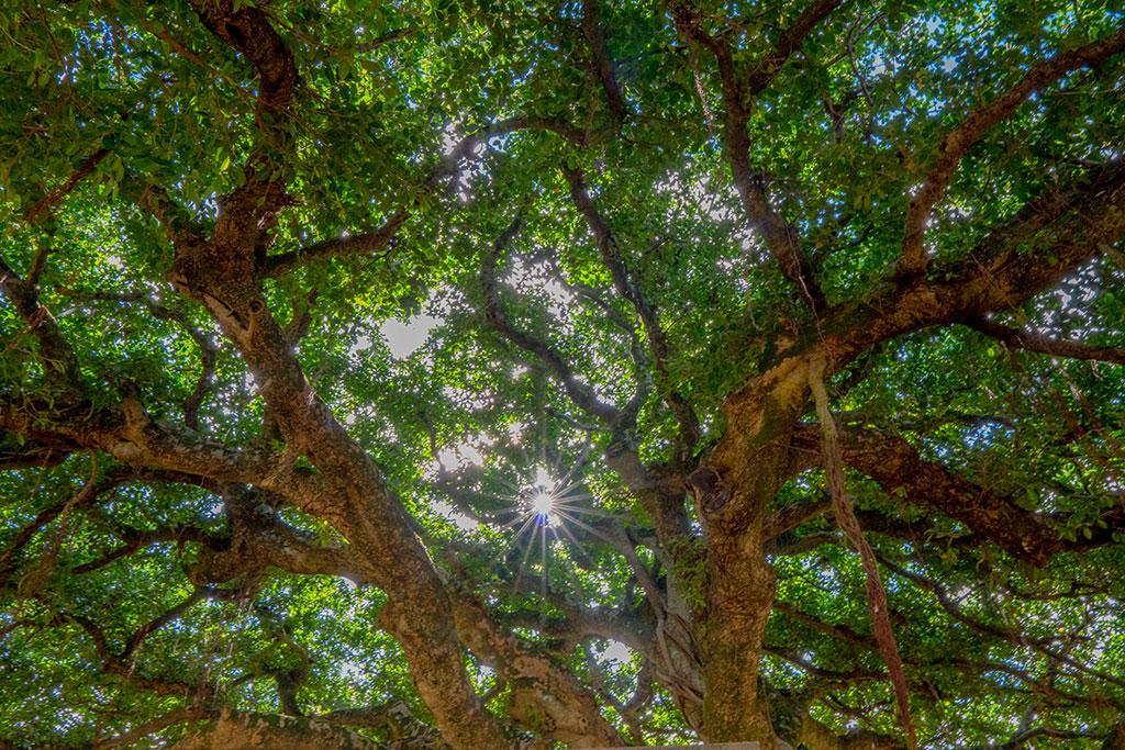 The Largest Banyan Tree in Japan-2