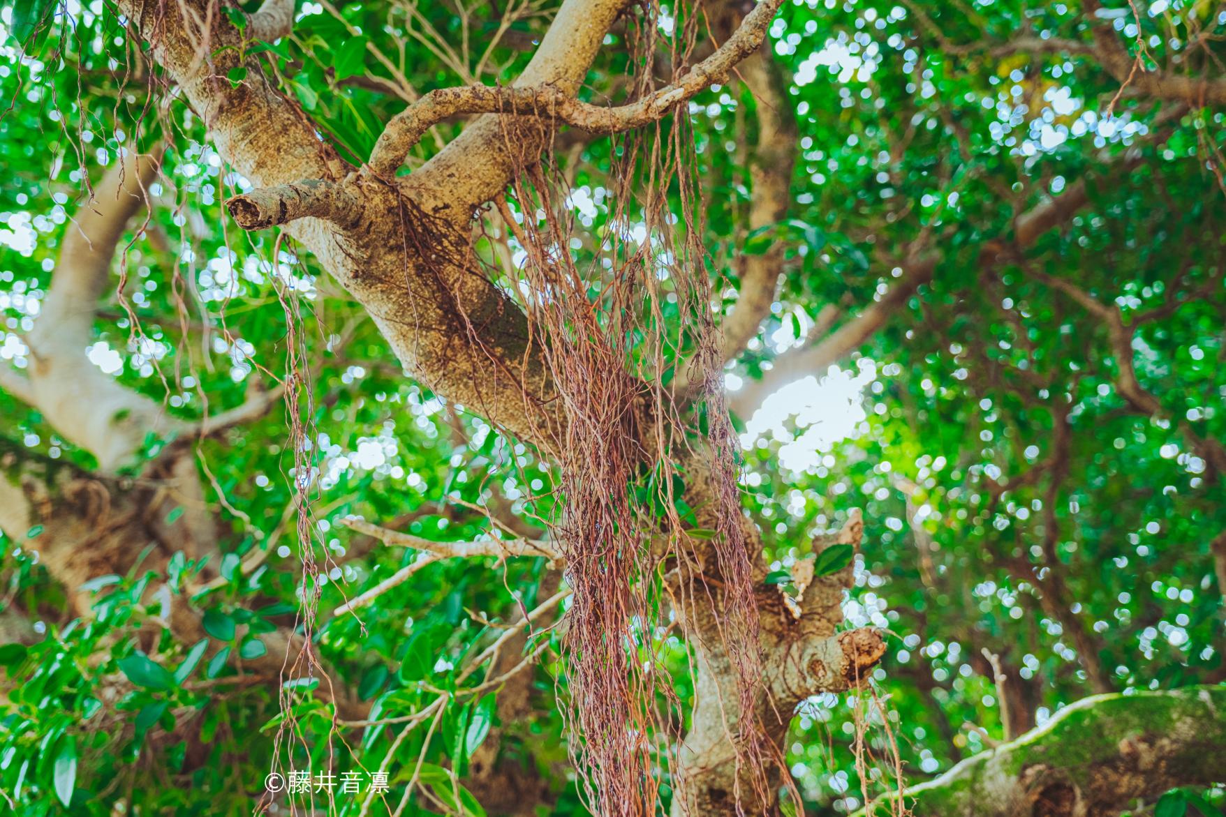 The Largest Banyan Tree in Japan-9