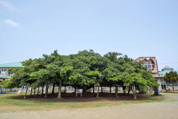 The Largest Banyan Tree in Japan-6
