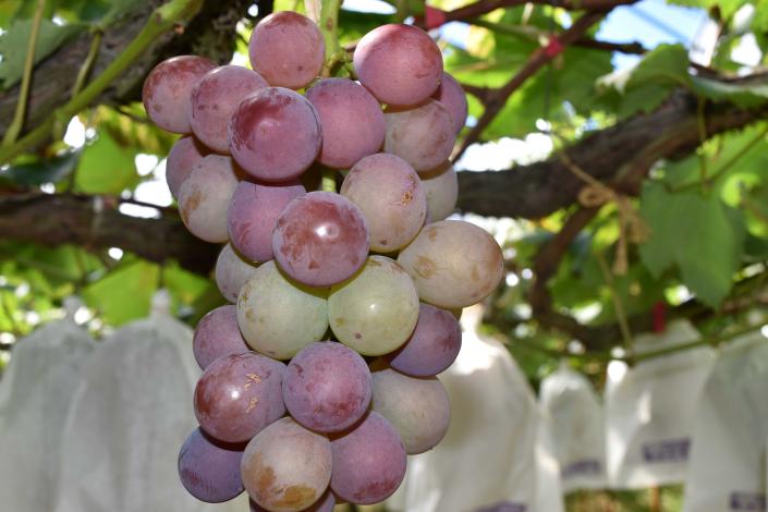 黒羽子観光農園-1