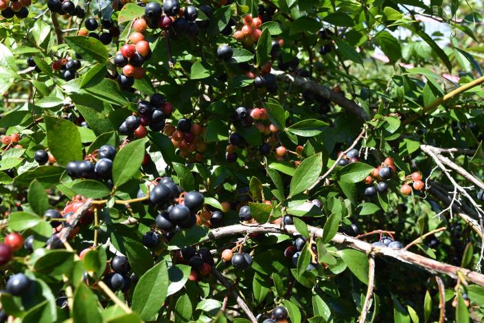 黒羽子観光農園-3