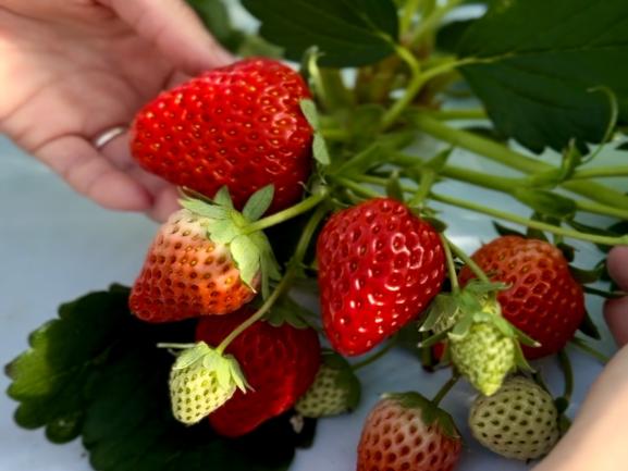 黒羽子観光農園-5