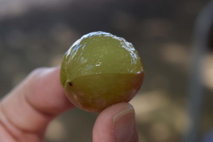 黒羽子観光農園-2