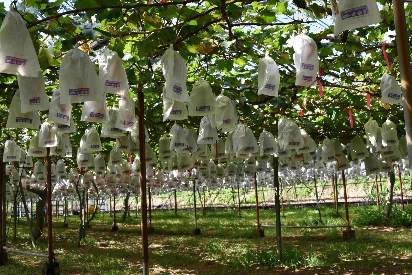 黒羽子観光農園-1