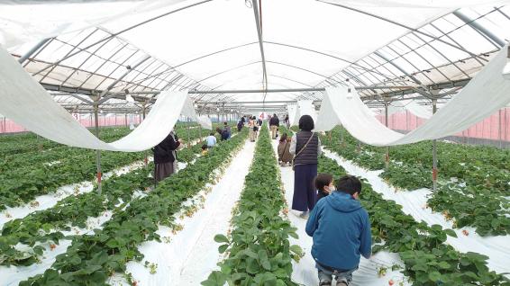 黒羽子観光農園-4