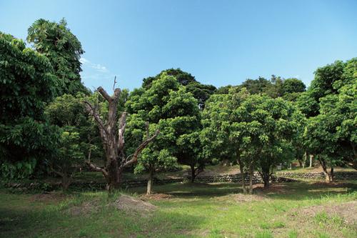 佐多旧薬園-1