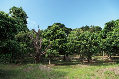 佐多旧薬園-1