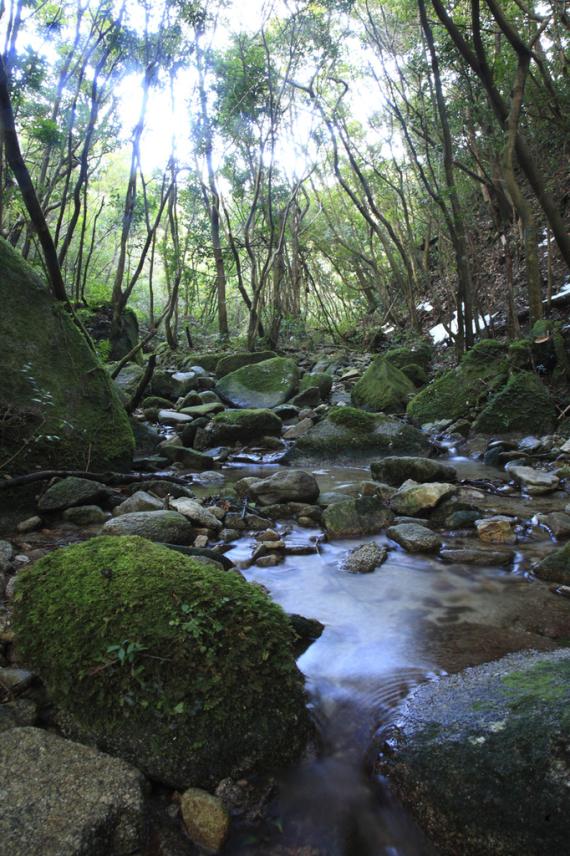 鹿児島県照葉樹の森・稲尾岳ビジターセンター-3