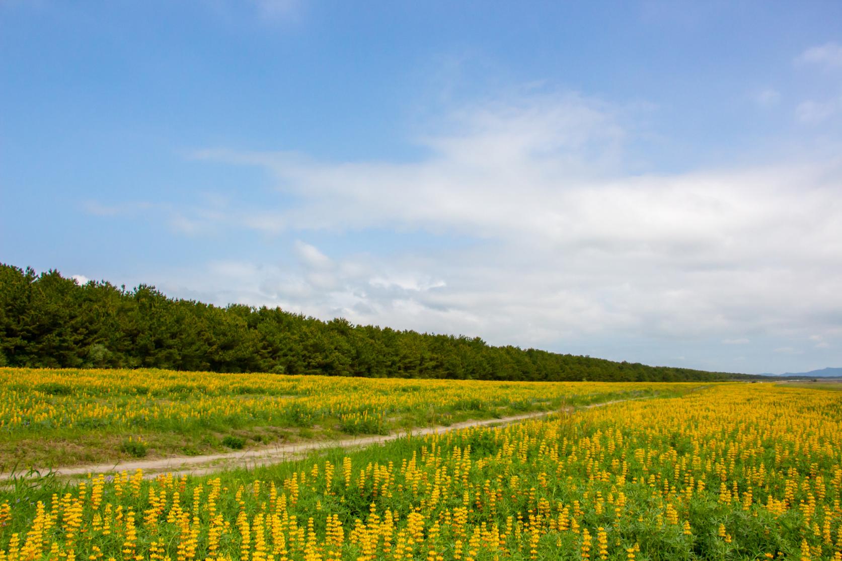 Kashiwabaru Coast Lupine Field-5