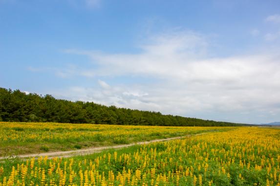 Kashiwabaru Coast Lupine Field-5