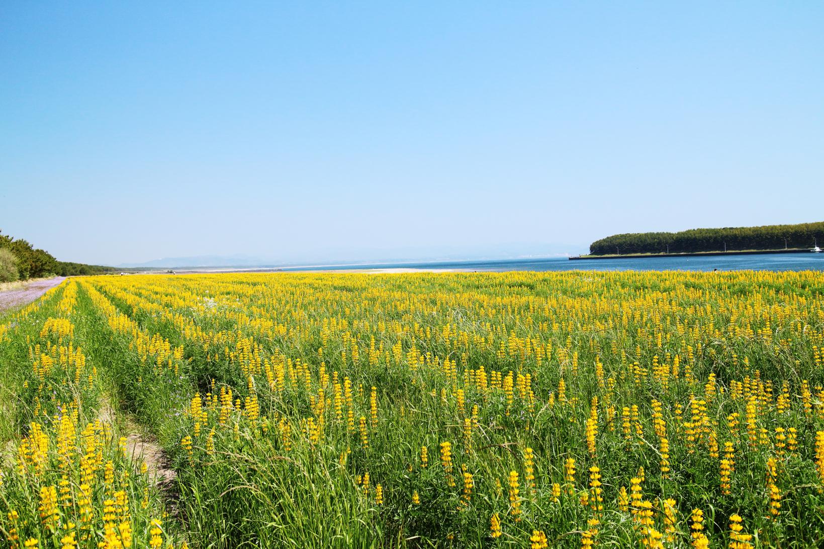 Kashiwabaru Coast Lupine Field-2