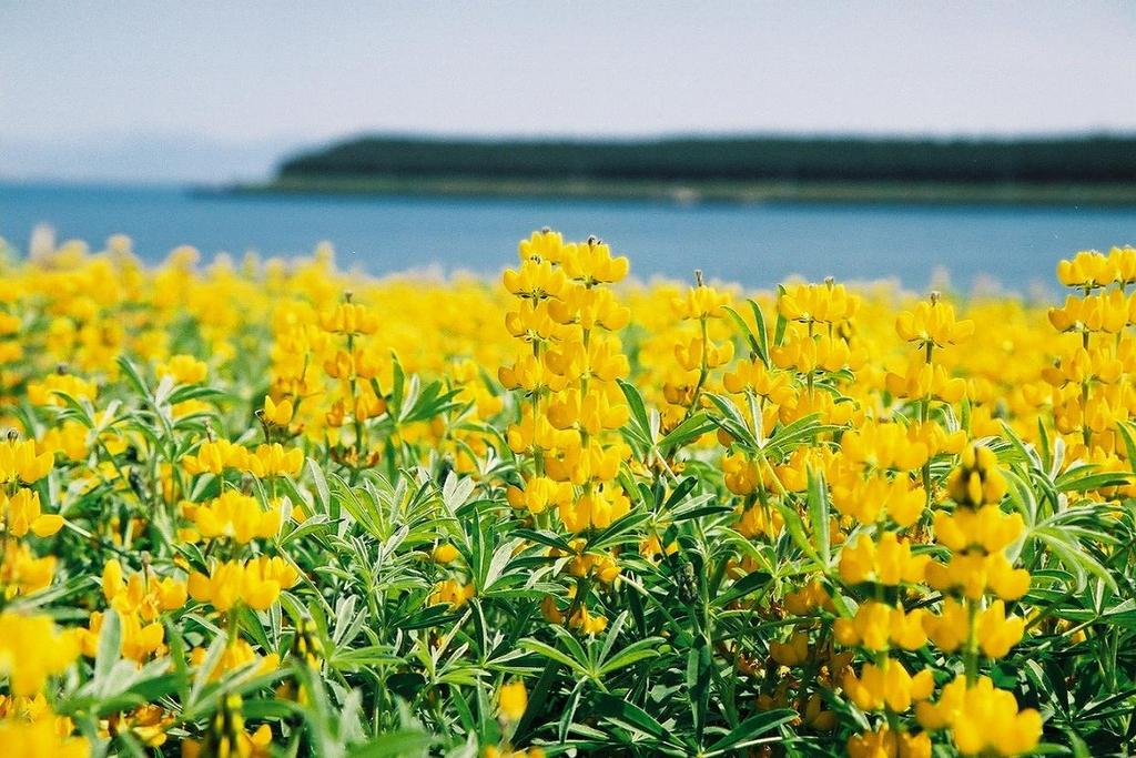 Kashiwabaru Coast Lupine Field-3