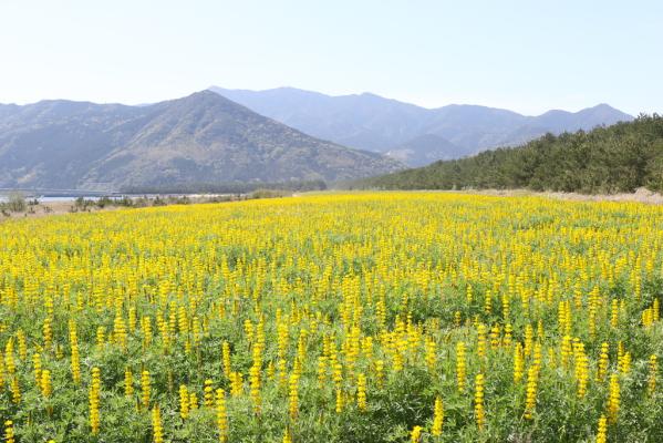 Kashiwabaru Coast Lupine Field-0