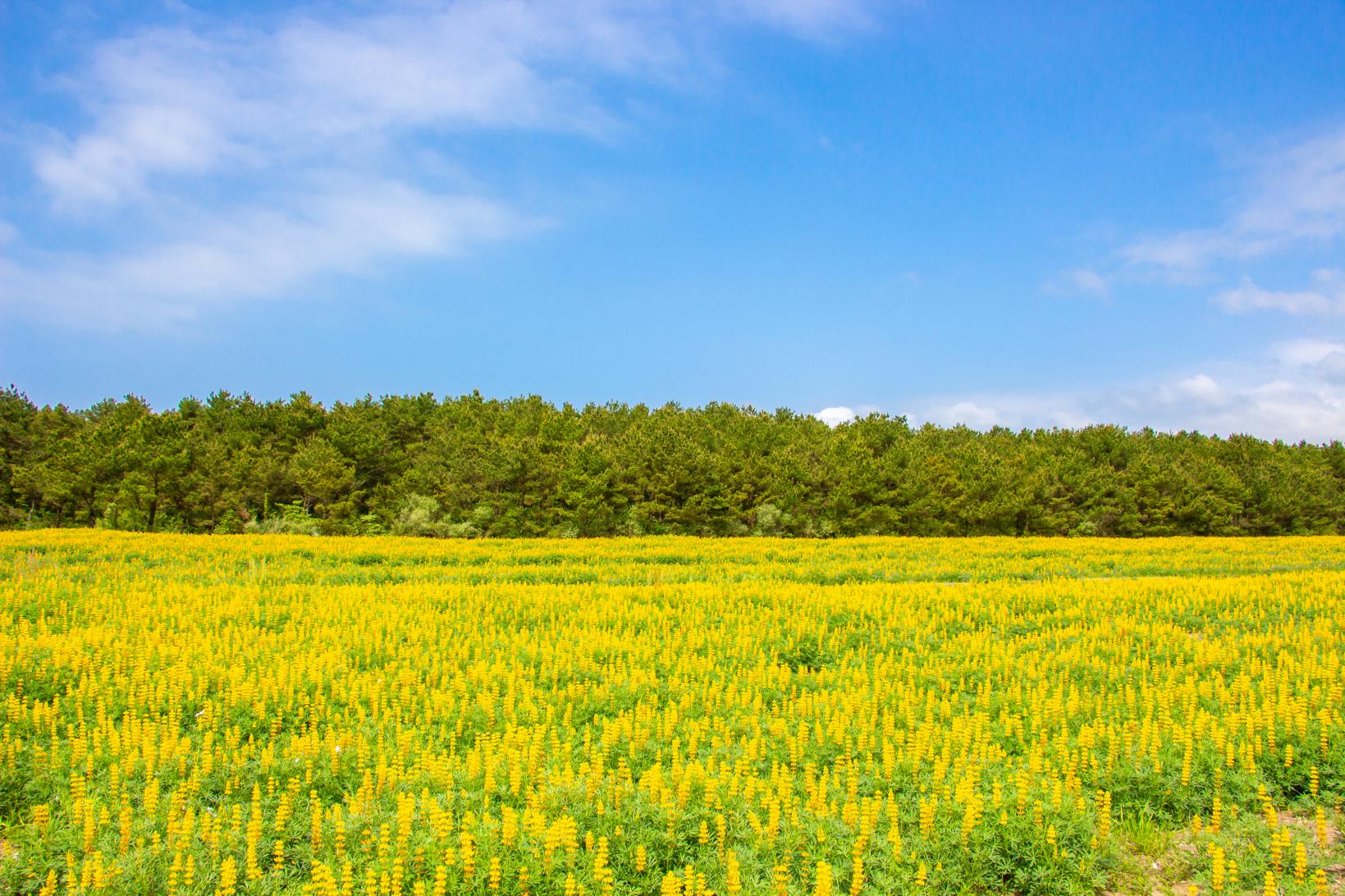 Kashiwabaru Coast Lupine Field-1
