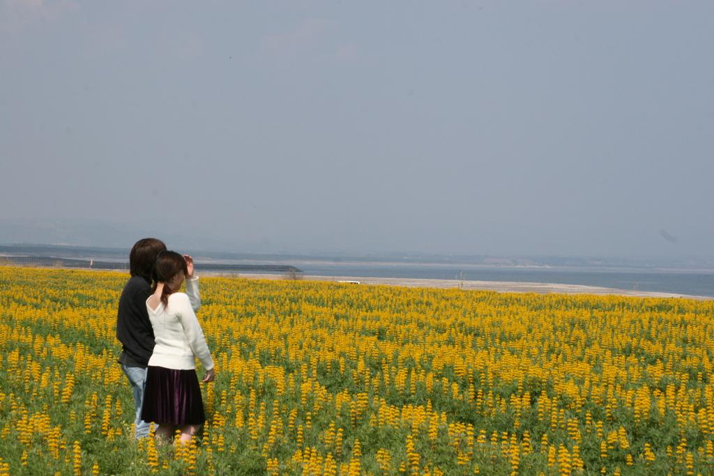 Kashiwabaru Coast Lupine Field-4