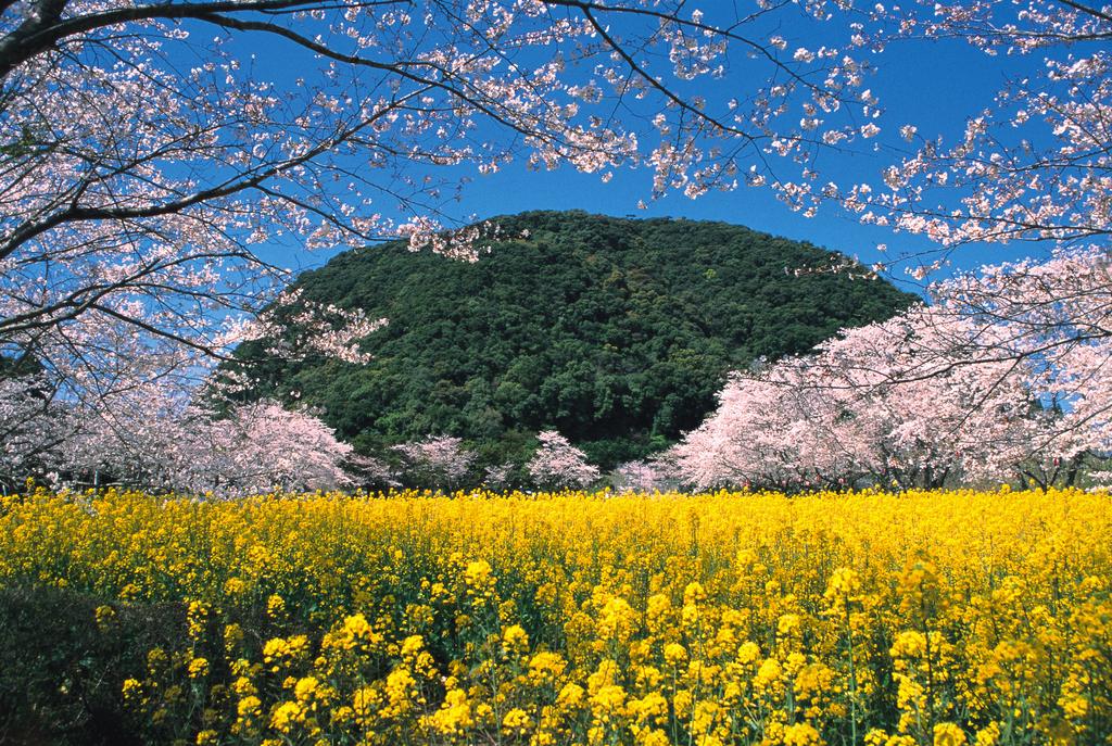 いこいの森 丸山公園-0