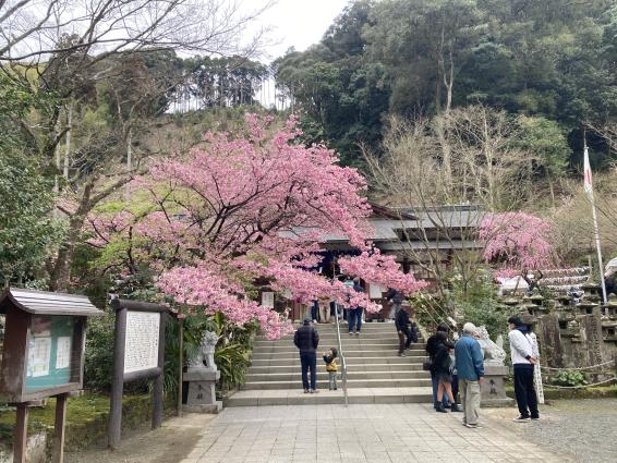 藤川天神（臥龍梅）-2