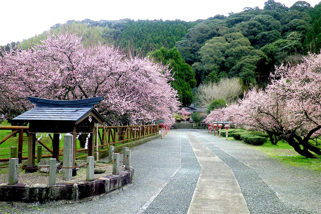 藤川天神 臥龍梅 観光スポット 公式 鹿児島県観光サイト かごしまの旅