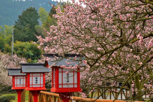 藤川天神（臥龍梅）-2