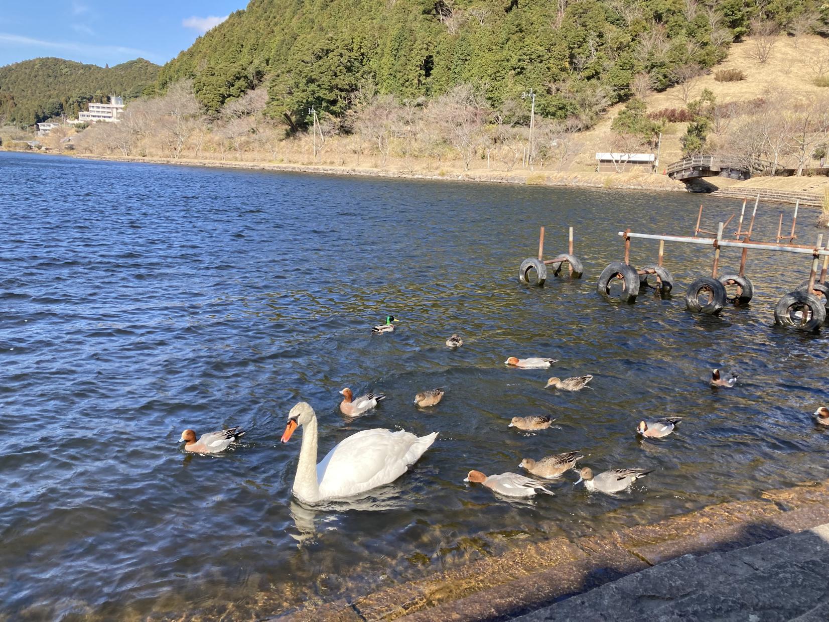 藺牟田池自然公園-3