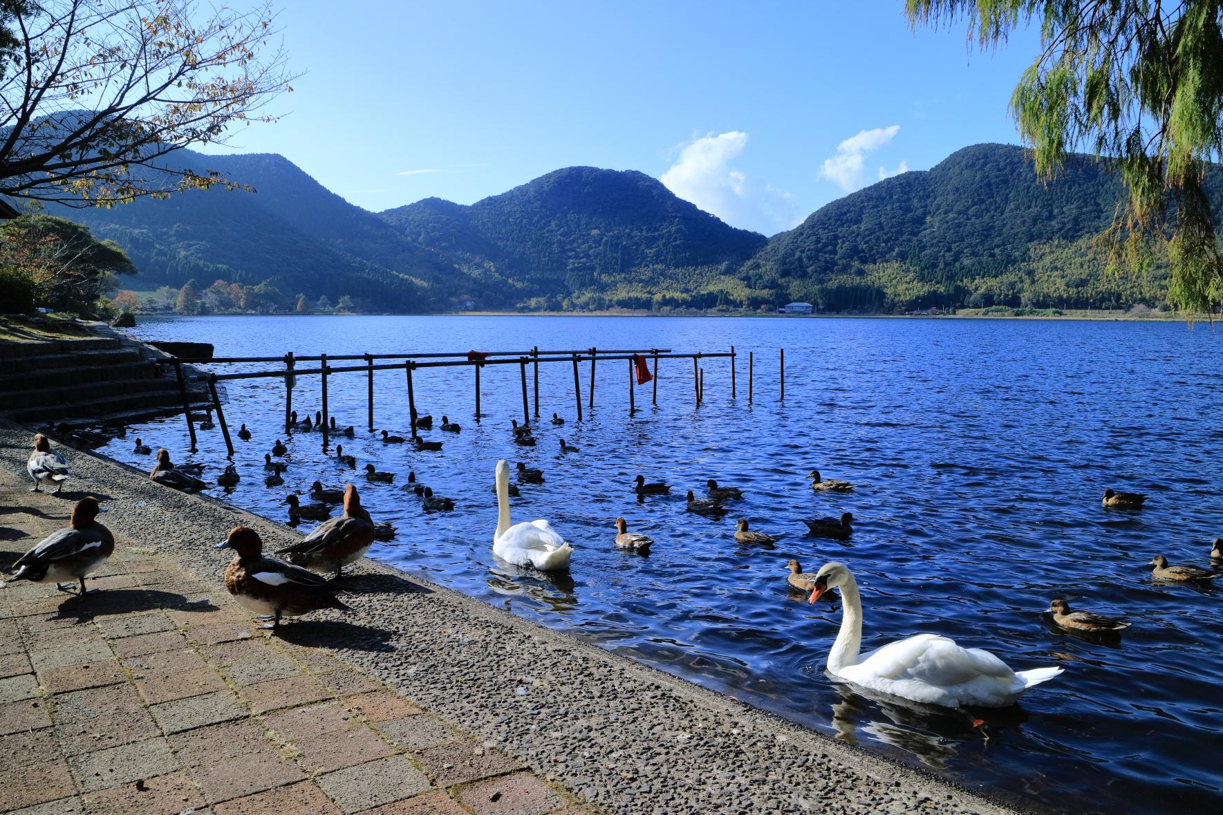 藺牟田池自然公園-4