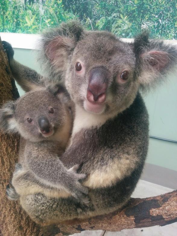 鹿兒島市平川動物園-5