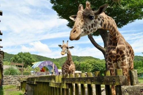 鹿児島市平川動物公園-3