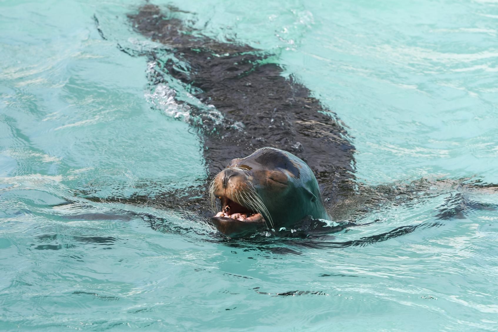 鹿兒島市平川動物園-4