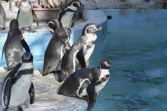 鹿児島市平川動物公園-8