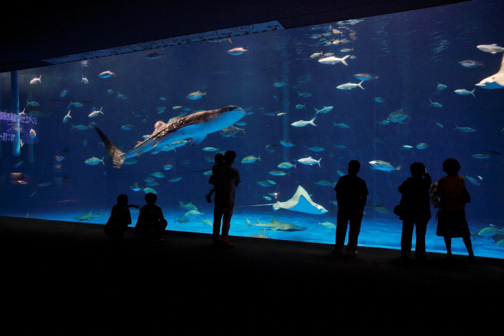 Kagoshima City Aquarium (Io World)-3