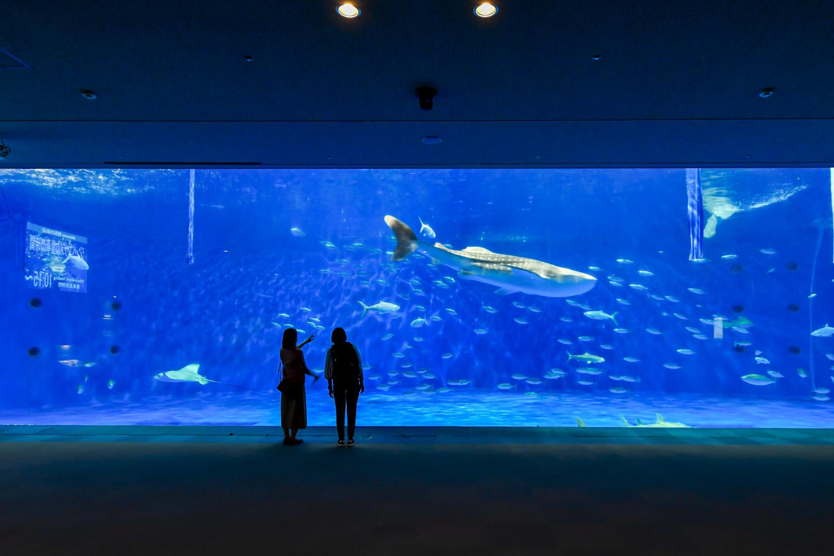  【第2天】鹿兒島水族館(魚的世界) 