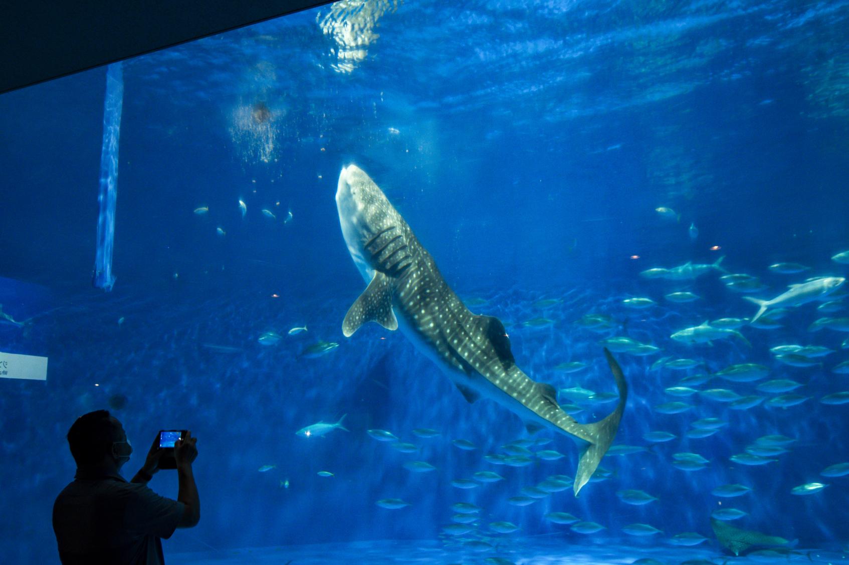 いおワールドかごしま水族館-1